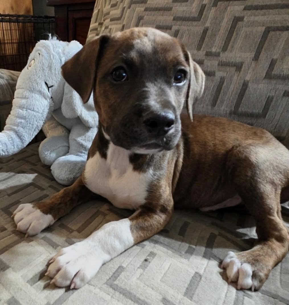 Enlarge Arlow, an adopted Mixed Breed in Watertown, WI image 2/5