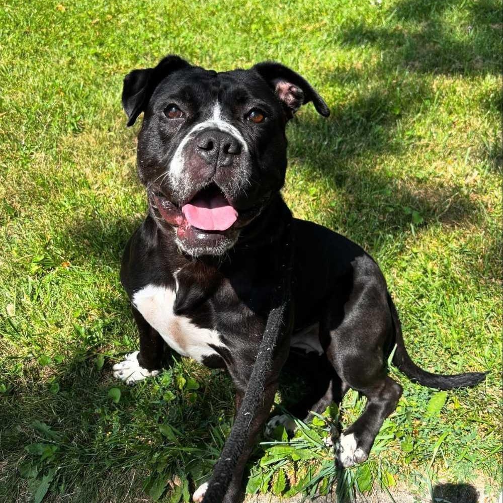 Enlarge Icicle, a Adoptable mixed breed in Detroit, MI image 3/6