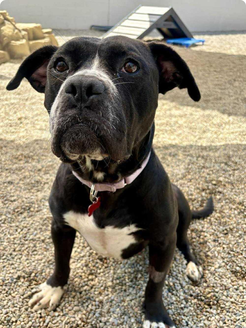 Enlarge Icicle, a Adoptable mixed breed in Detroit, MI image 2/6