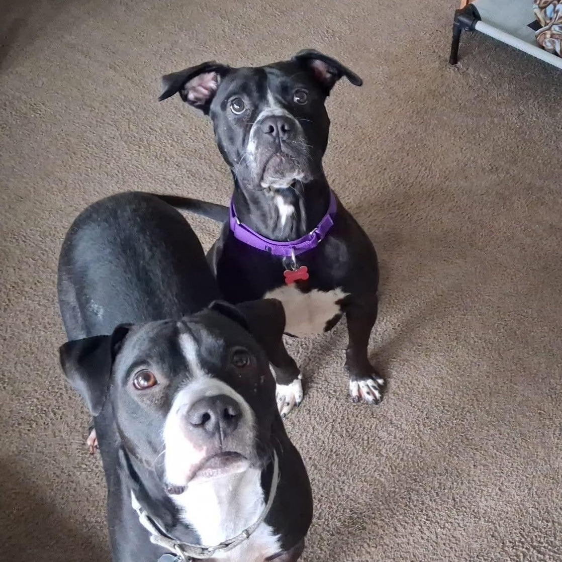 Enlarge Icicle, a Adoptable mixed breed in Detroit, MI image 6/6