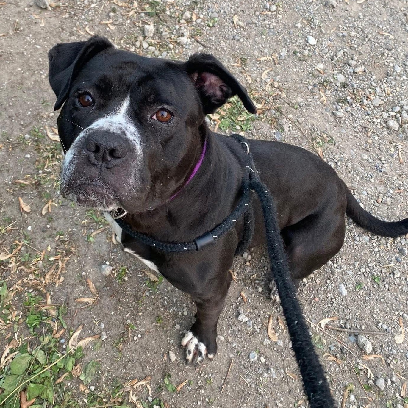 Enlarge Icicle, a Adoptable mixed breed in Detroit, MI image 6/6