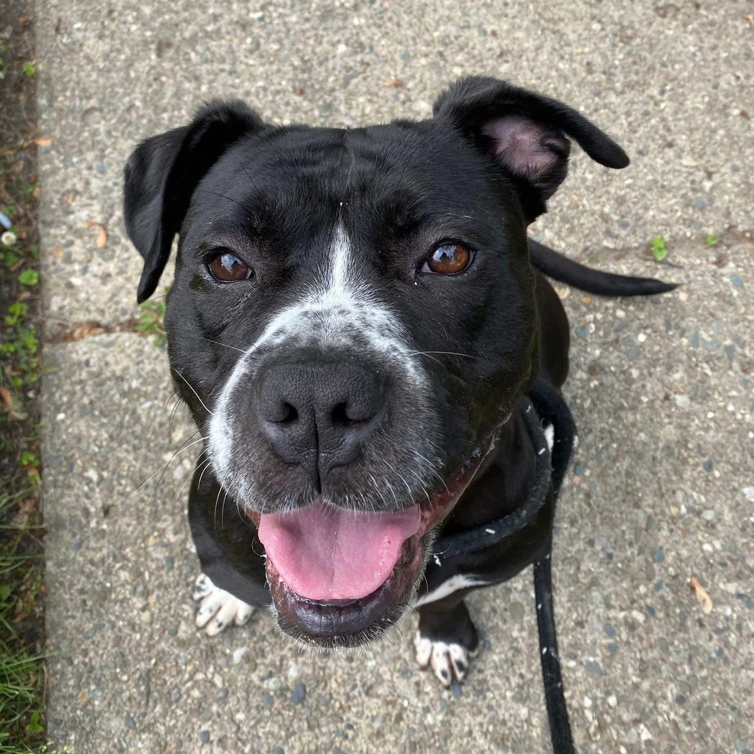 Enlarge Icicle, a Adoptable mixed breed in Detroit, MI image 5/6