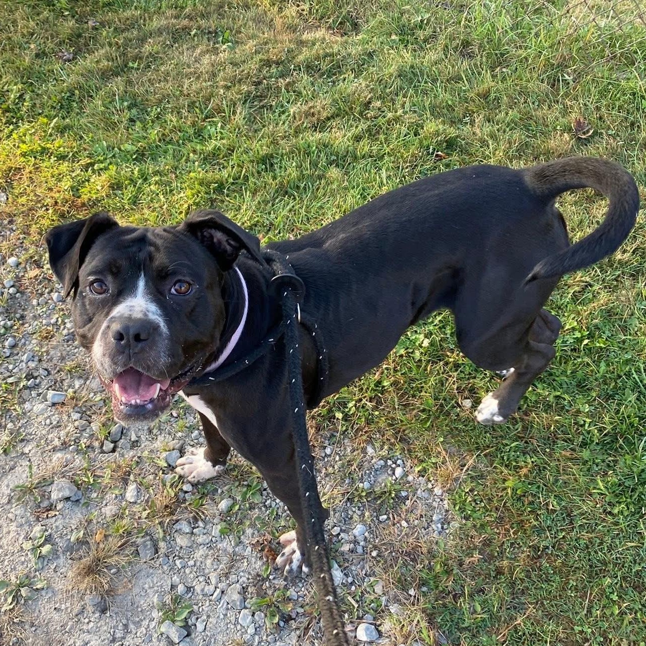 Enlarge Icicle, a Adoptable mixed breed in Detroit, MI image 1/6