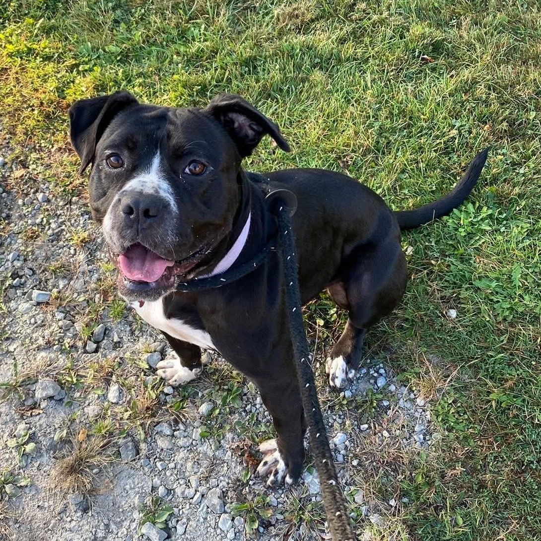 Enlarge Icicle, a Adoptable mixed breed in Detroit, MI image 4/6