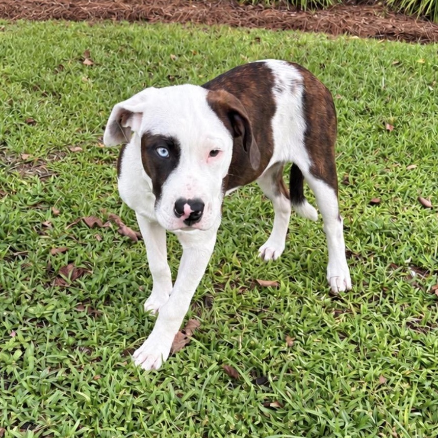 Max, Adoptable, Puppy Male Bulldog & Husky.