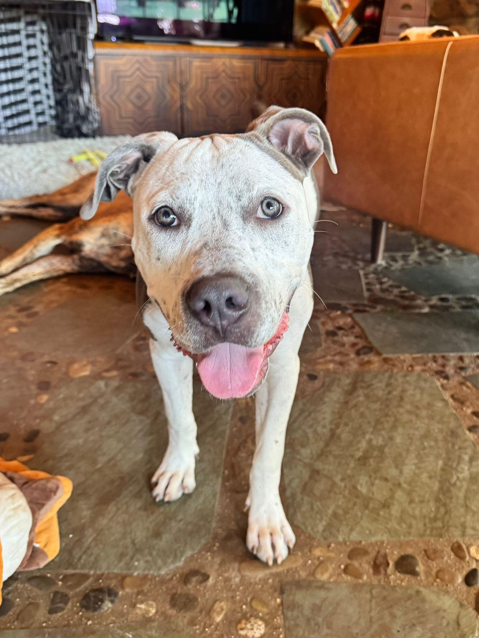 Buddha, ADOPTABLE, Young Male Pit Bull Terrier.