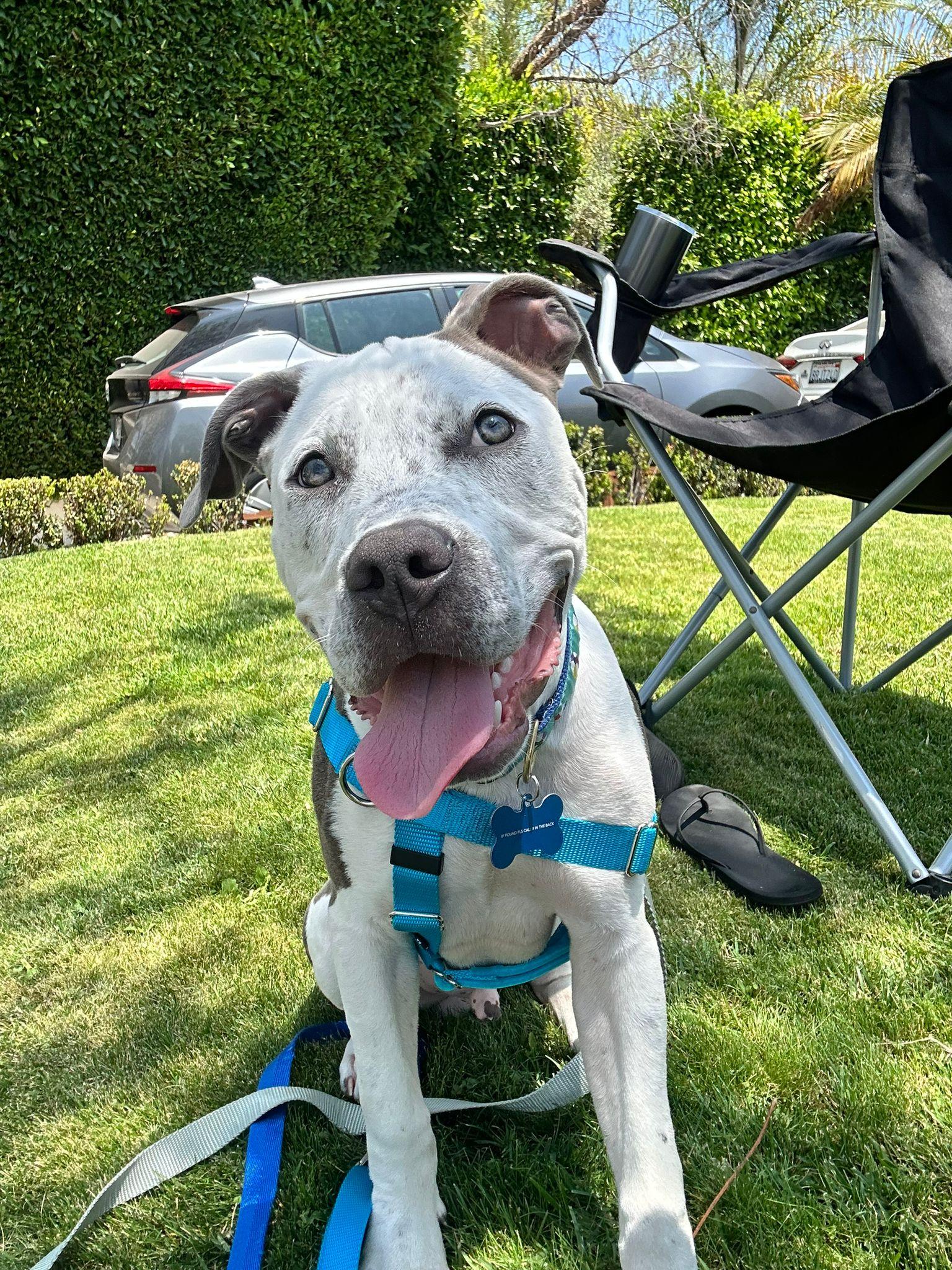 Buddha, a ADOPTABLE Pit Bull Terrier in San Diego, CA image 3/6