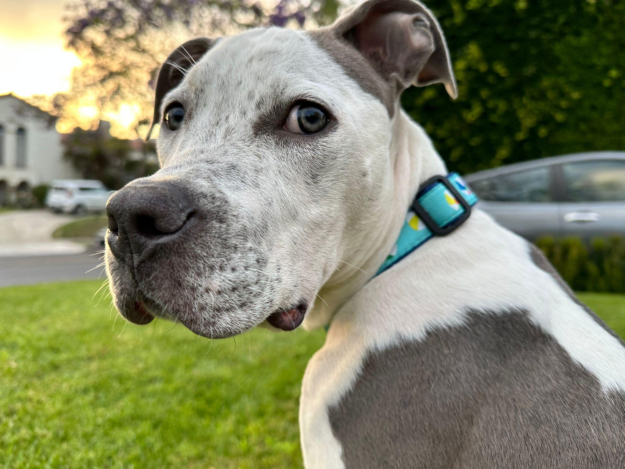 Buddha, a ADOPTABLE Pit Bull Terrier in San Diego, CA image 4/6