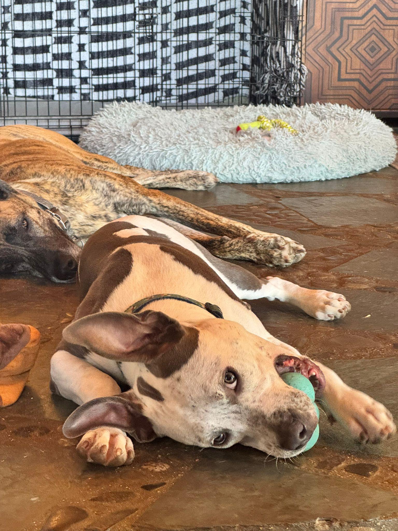 Buddha, a ADOPTABLE Pit Bull Terrier in San Diego, CA image 5/6