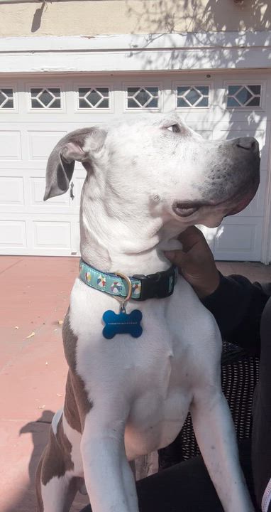 Enlarge Buddha, a ADOPTABLE Pit Bull Terrier in San Diego, CA video 6/6