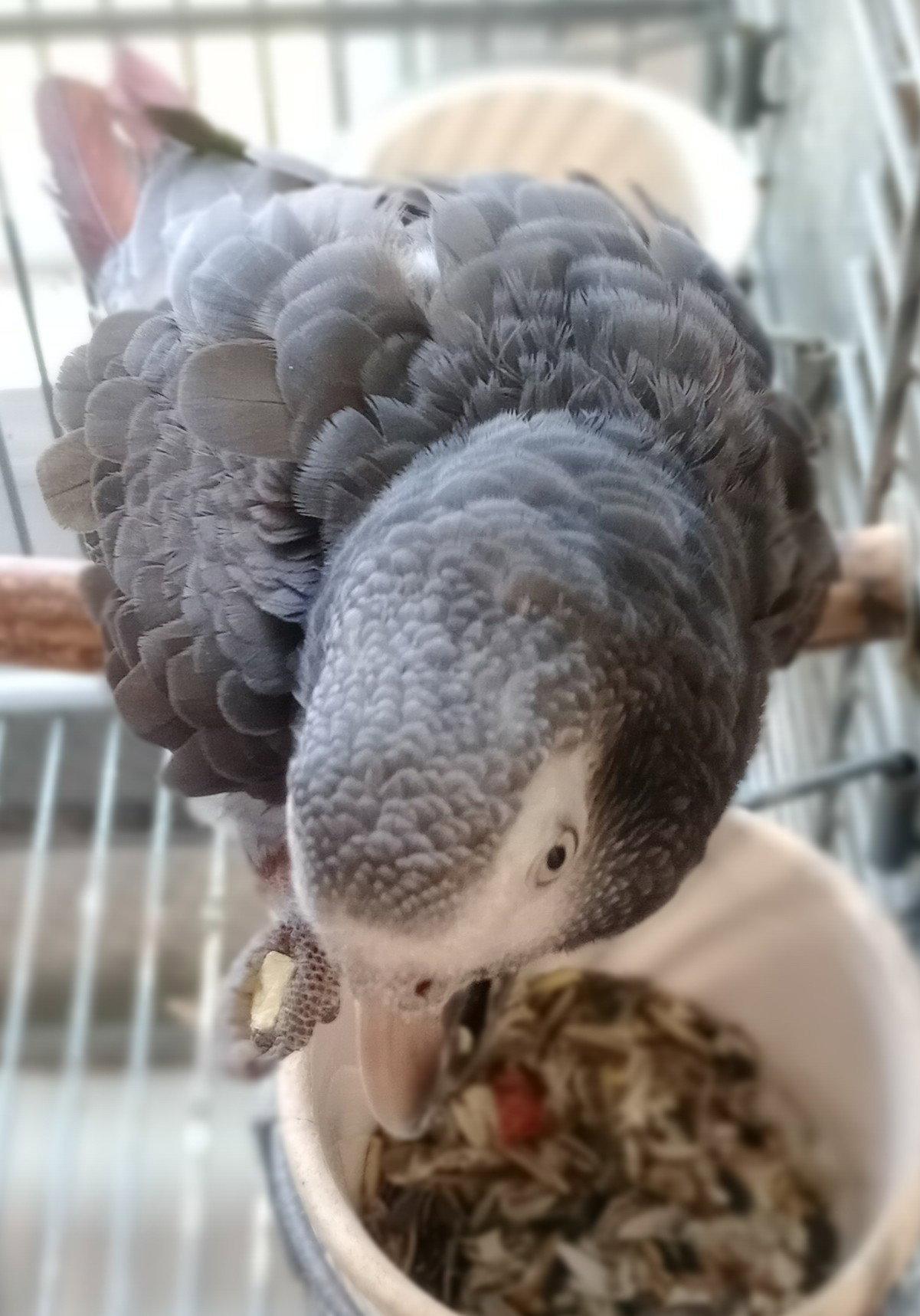 Ali, Adoptable, Senior Male African Grey.