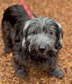 Enlarge Zoro, a ADOPTABLE mixed breed in Sudbury, MA image 1/2