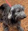 Enlarge Zoro, a ADOPTABLE mixed breed in Sudbury, MA image 2/2