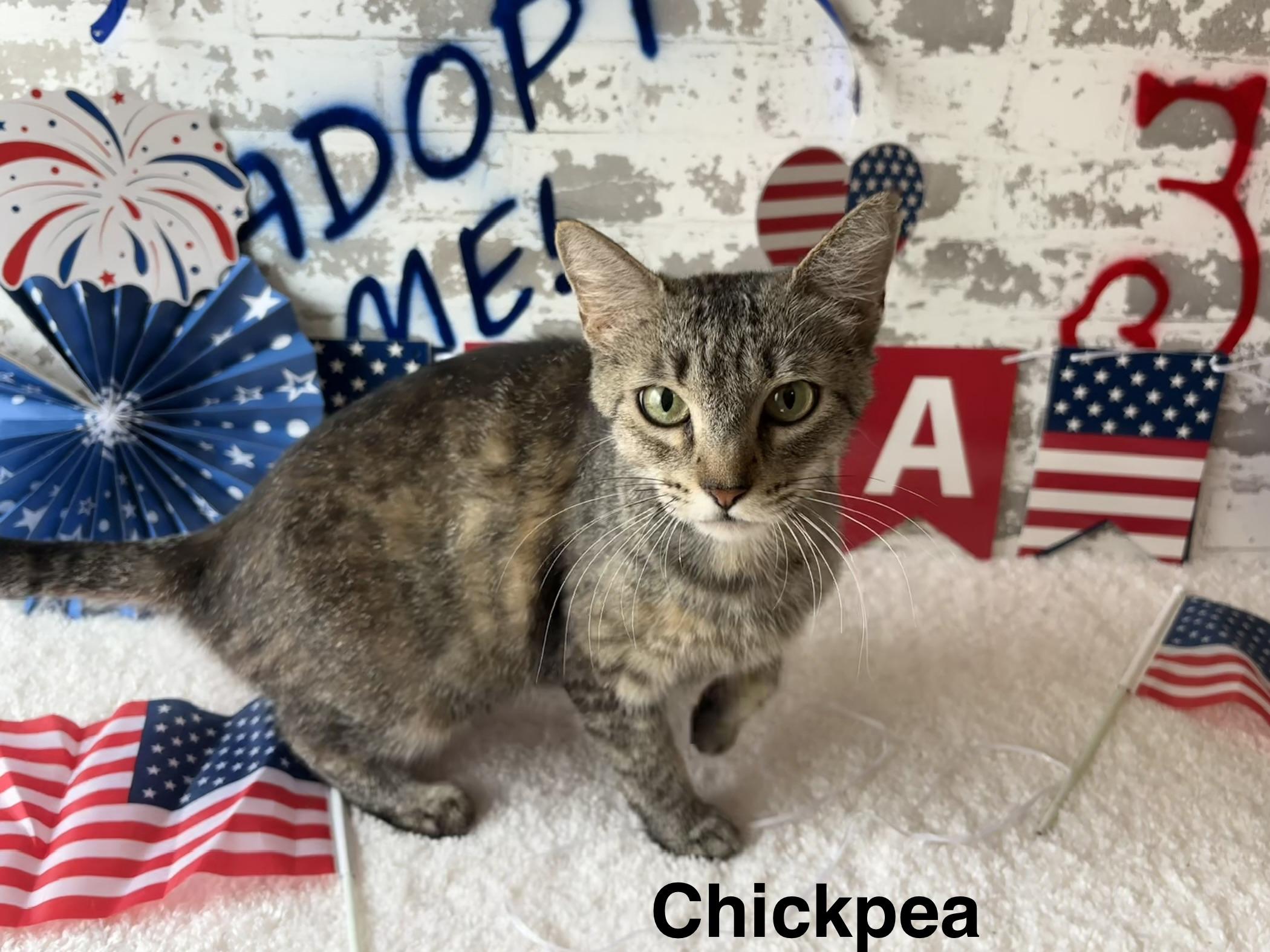 Chickpea, a ADOPTABLE Domestic Short Hair in queen creek, AZ image 2/3