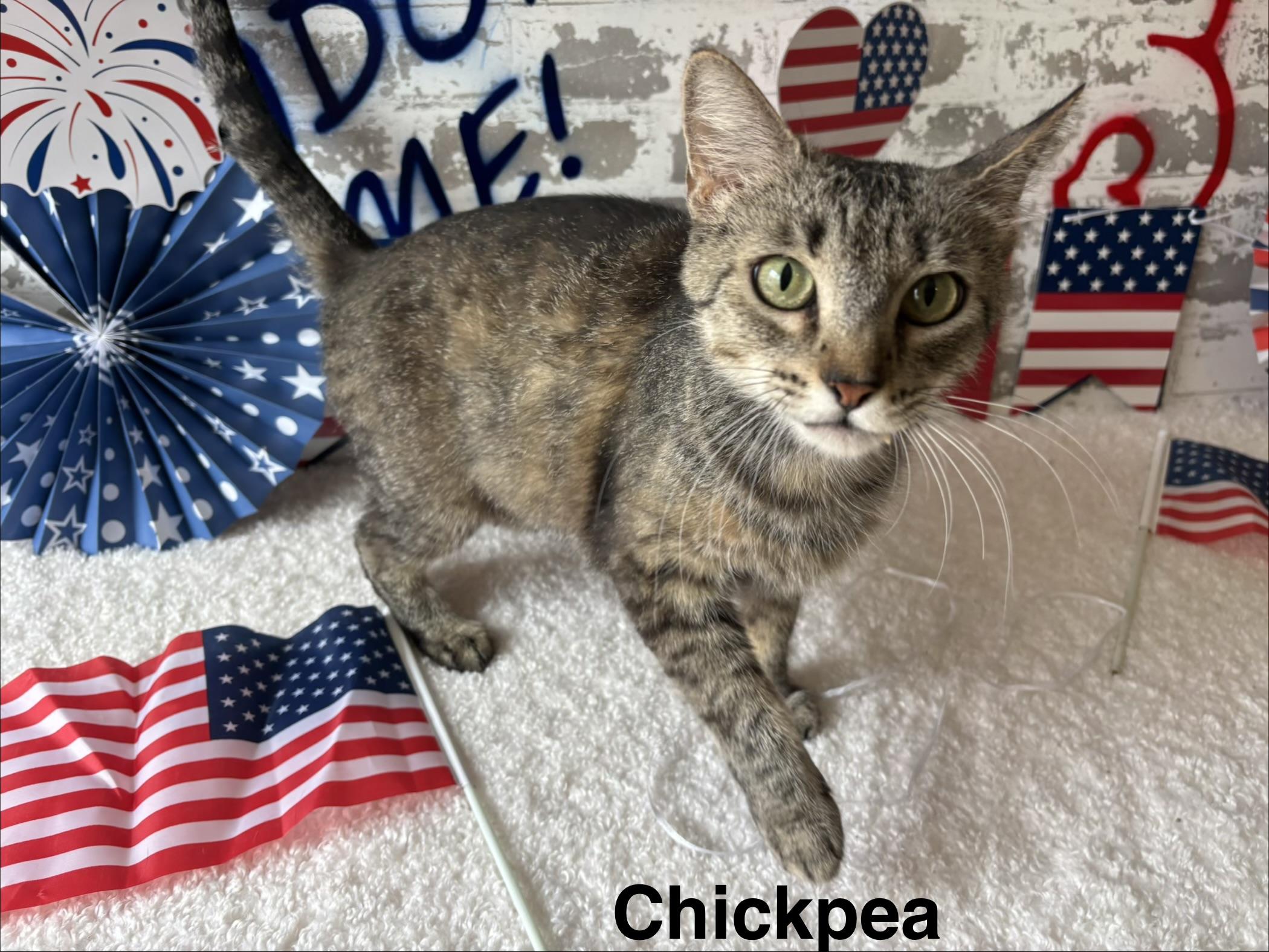 Chickpea, a ADOPTABLE Domestic Short Hair in queen creek, AZ image 3/3