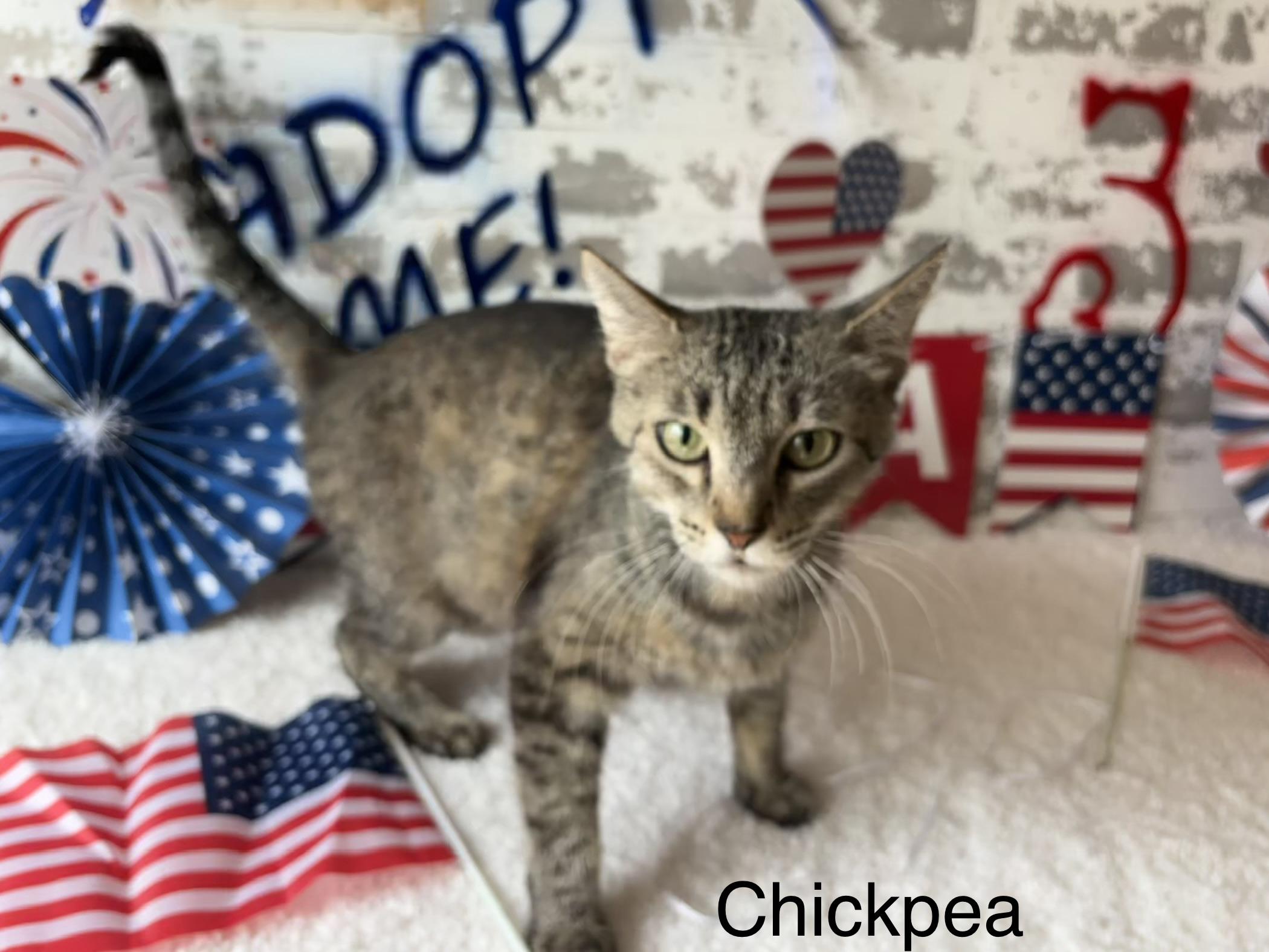 Chickpea, a ADOPTABLE Domestic Short Hair in queen creek, AZ image 1/3