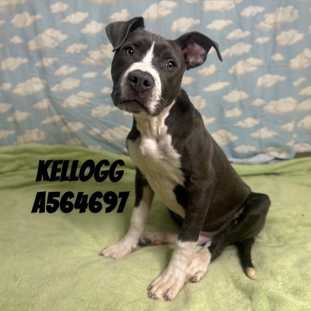 KELLOGG, Adoptable, Puppy Male Pit Bull Terrier.