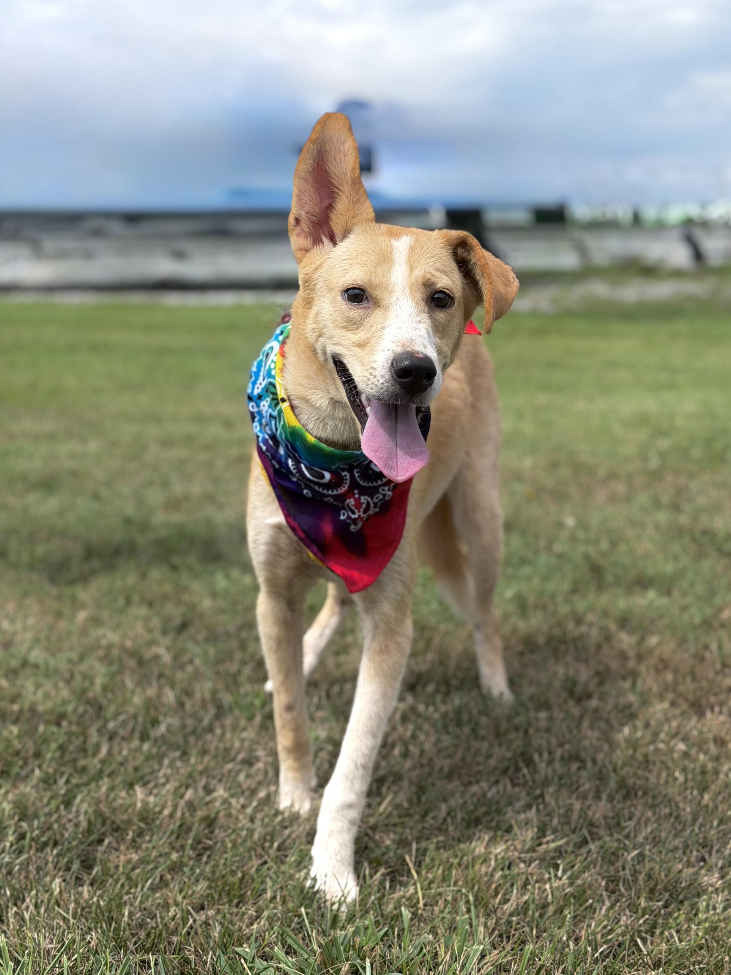 Penny, a ADOPTABLE mixed breed in Maryville, TN image 5/6