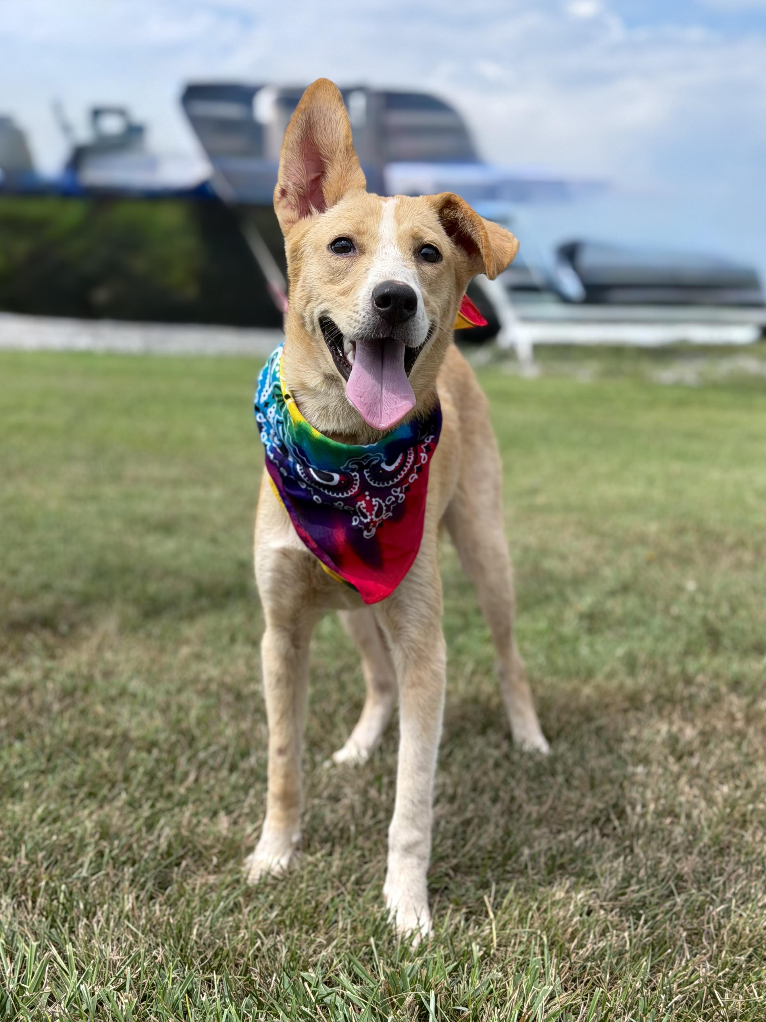 Penny, a ADOPTABLE mixed breed in Maryville, TN image 6/6