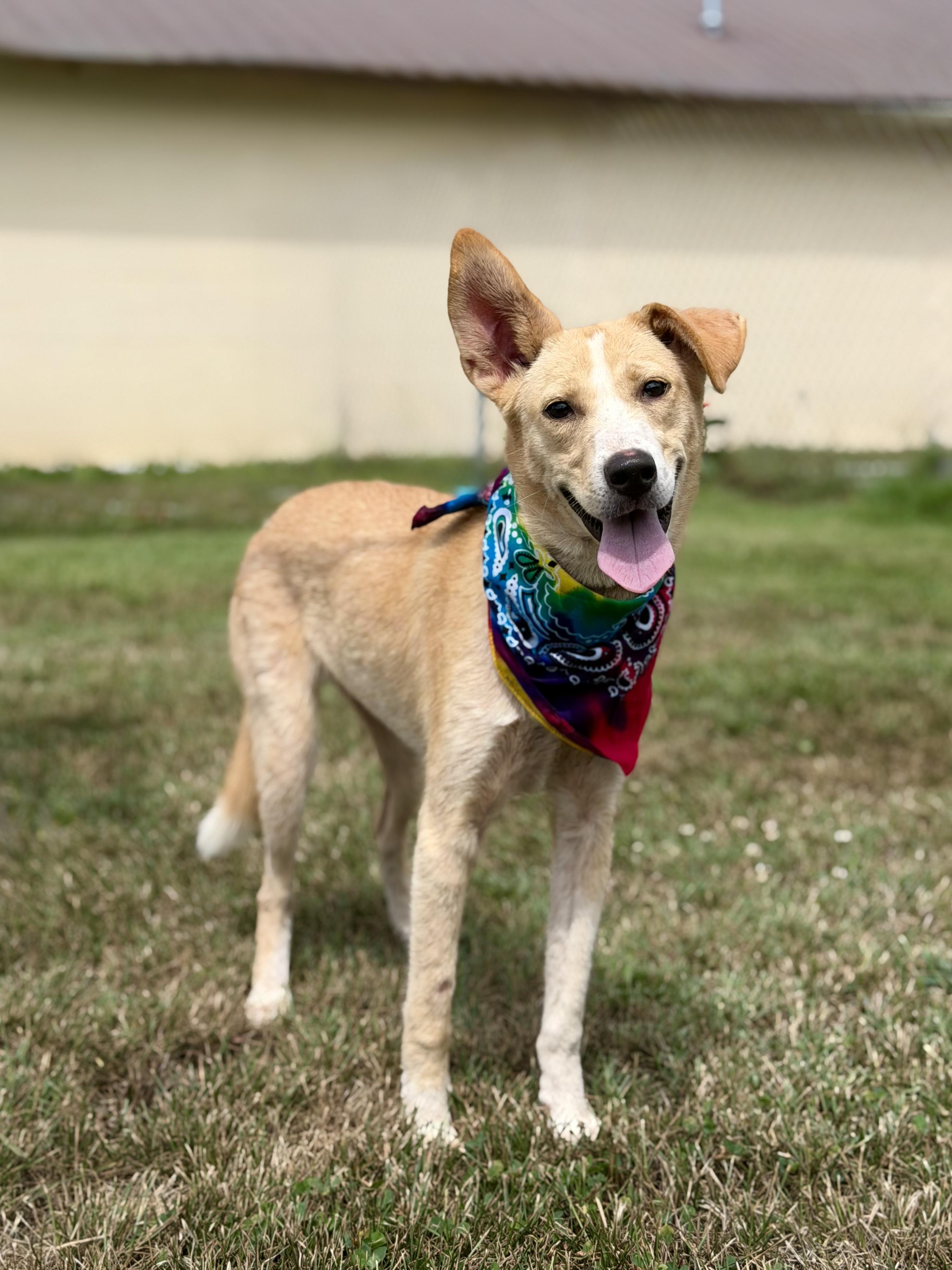 Penny, a ADOPTABLE mixed breed in Maryville, TN image 3/6