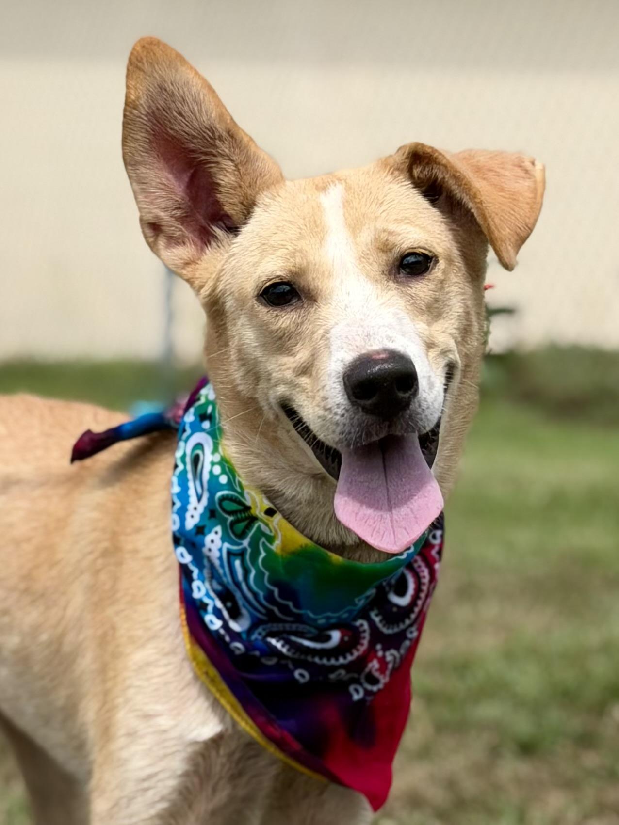 Penny, a ADOPTABLE mixed breed in Maryville, TN image 2/6