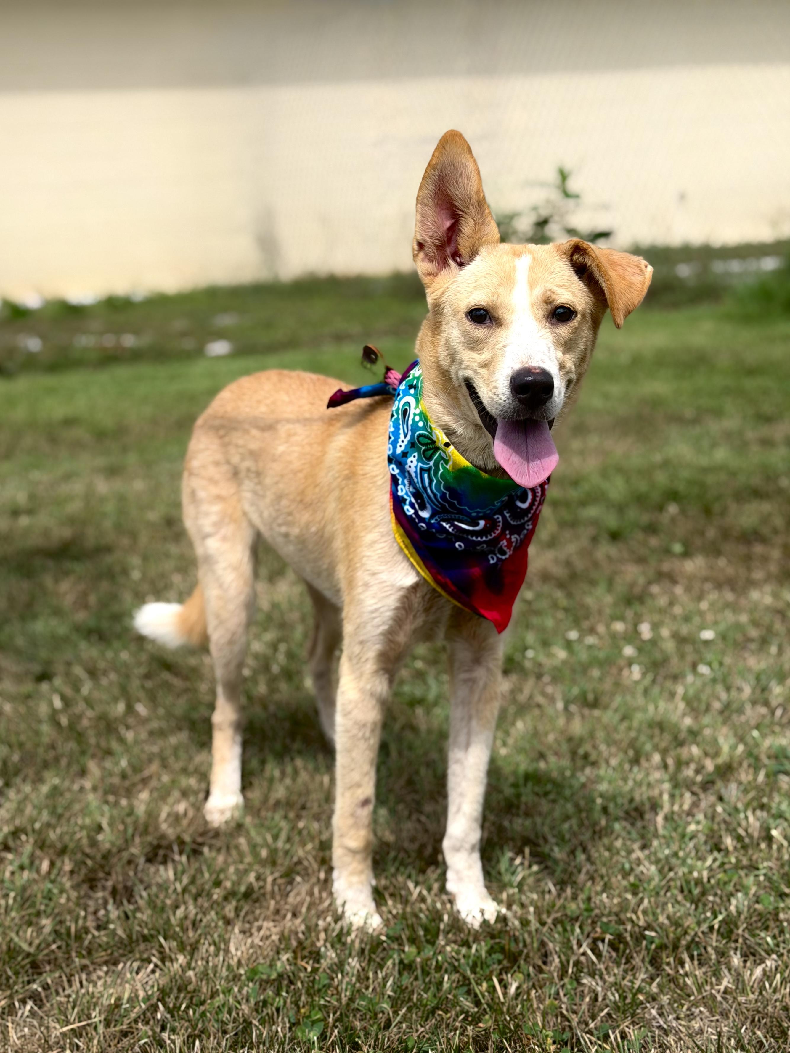 Penny, a ADOPTABLE mixed breed in Maryville, TN image 4/6