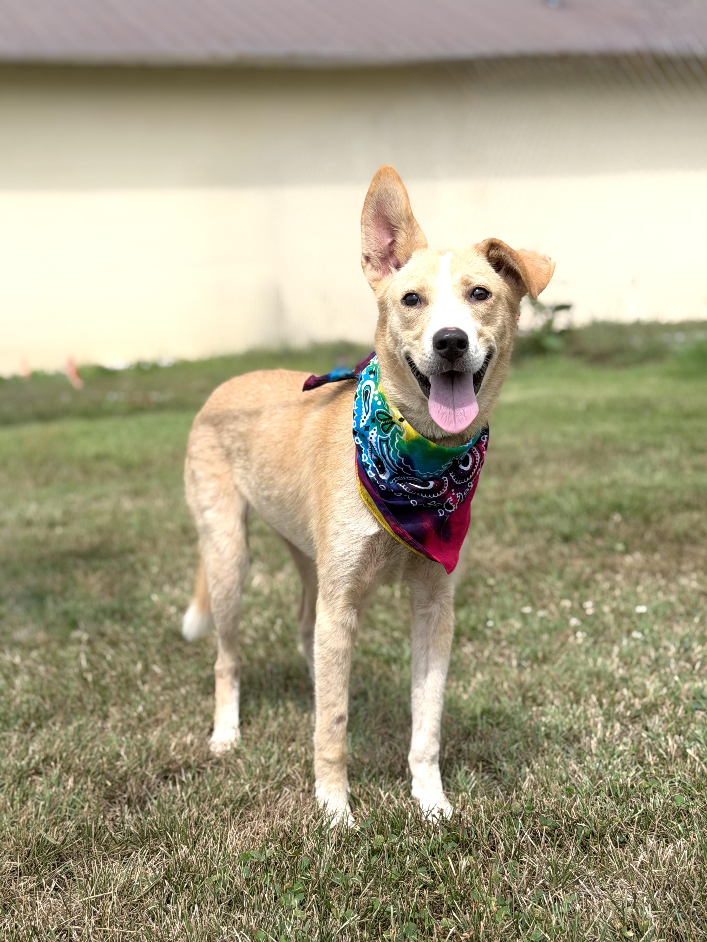 Penny, ADOPTABLE, Young Female Shepherd & Carolina Dog.