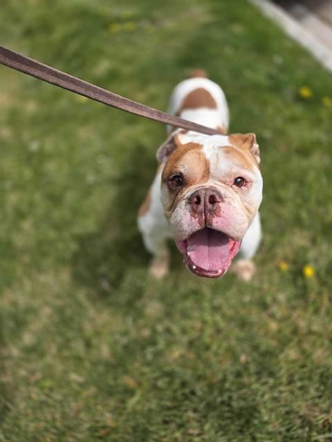 EARL, Adoptable, Adult Male English Bulldog.