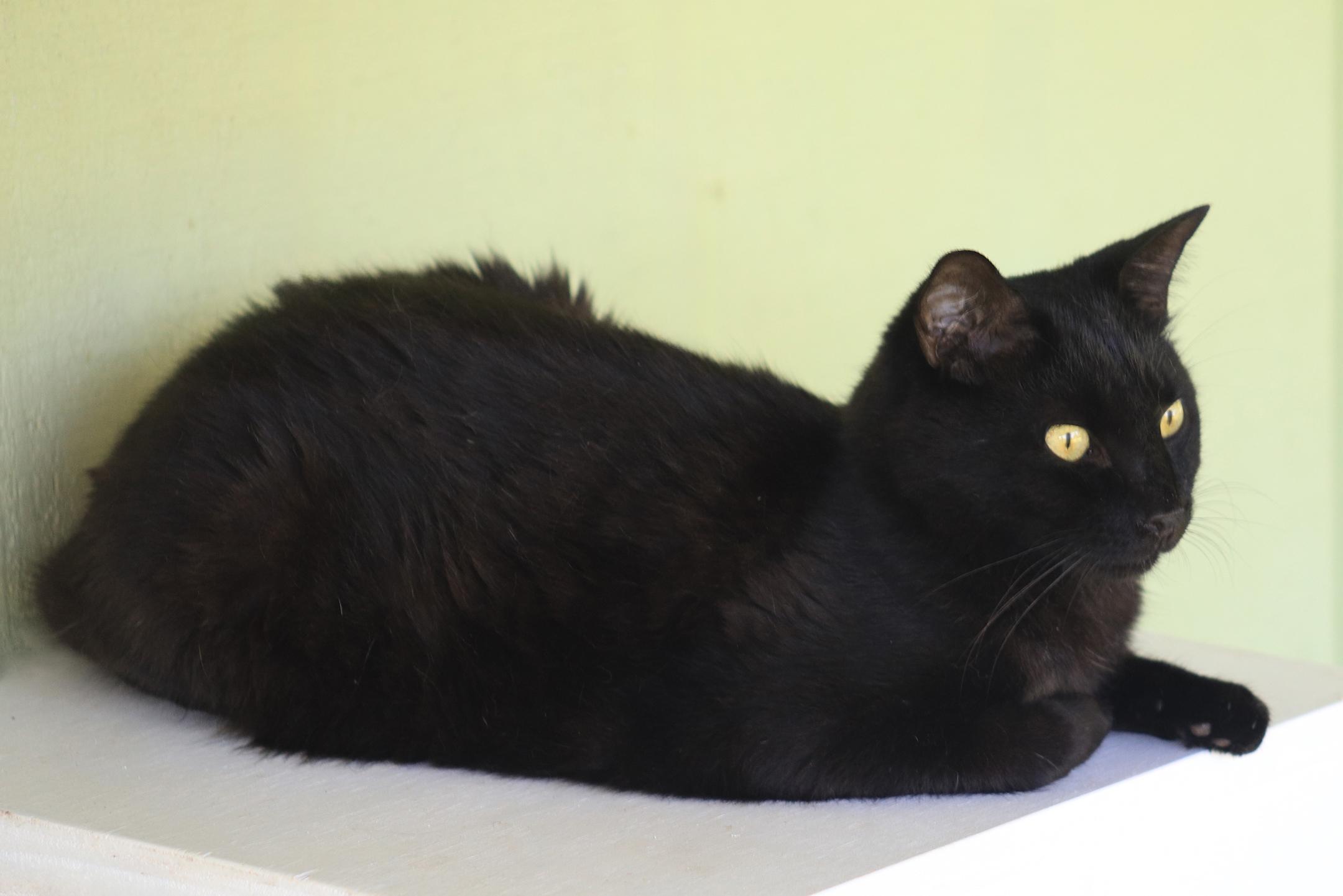 Enlarge Simba, a Adoptable mixed breed in North Fort Myers, FL image 2/2
