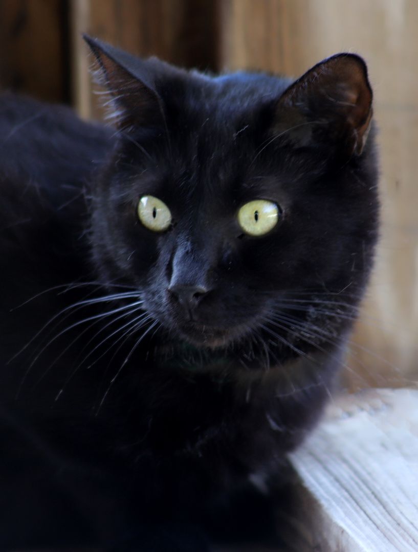 Enlarge Simba, a Adoptable mixed breed in North Fort Myers, FL image 1/4