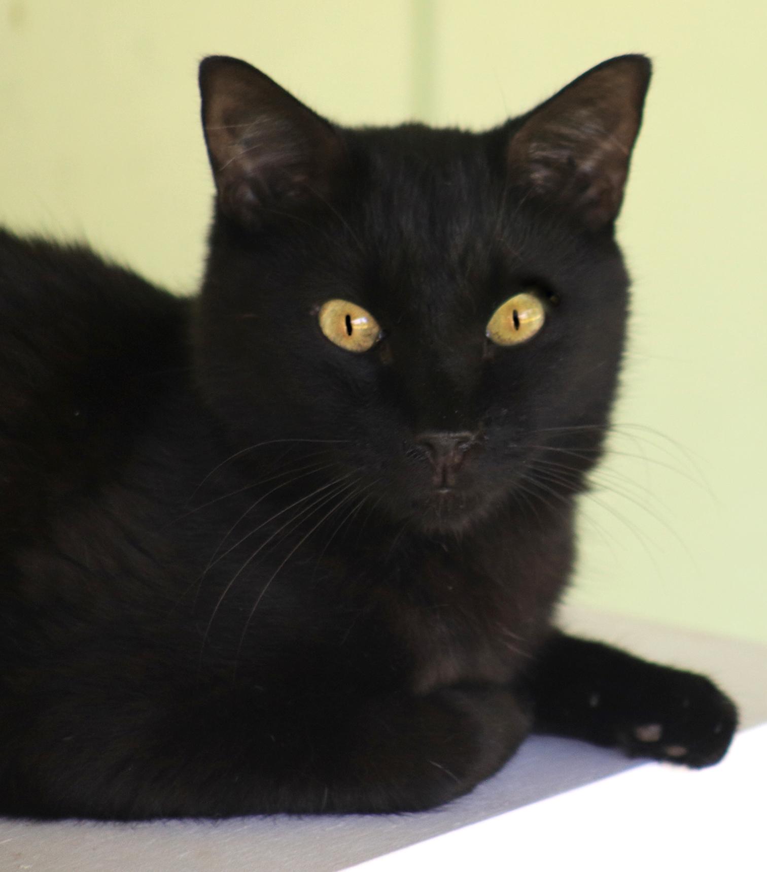 Enlarge Simba, a Adoptable mixed breed in North Fort Myers, FL image 1/2