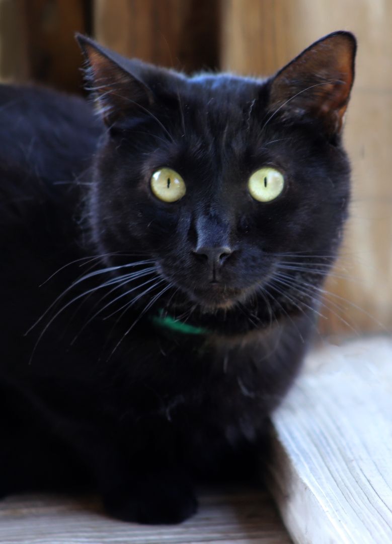 Enlarge Simba, a Adoptable mixed breed in North Fort Myers, FL image 2/4