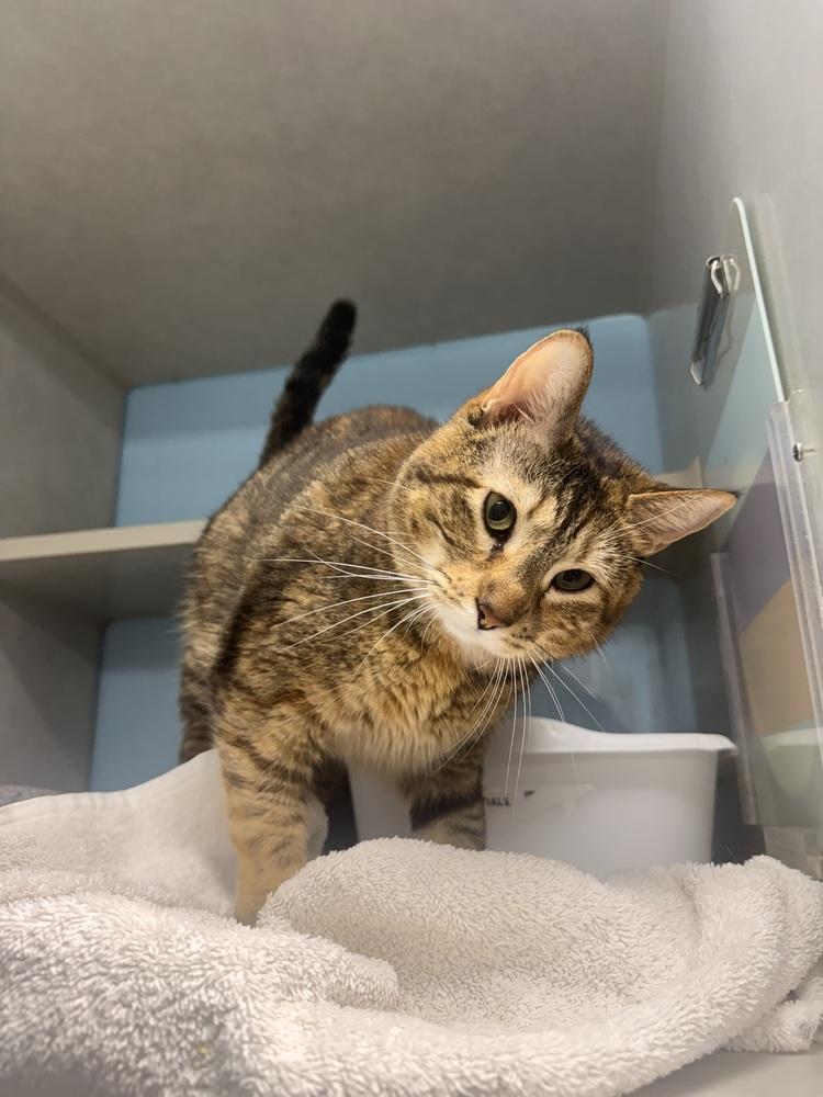 Nora, Adoptable, Senior Female Domestic Short Hair.