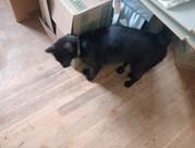 Deputy, an adoptable Domestic Short Hair in Lead, SD, 57754 | Photo Image 1