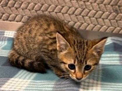 Hairy Pawter, Adoptable, Kitten Male Domestic Short Hair & Domestic Short Hair.