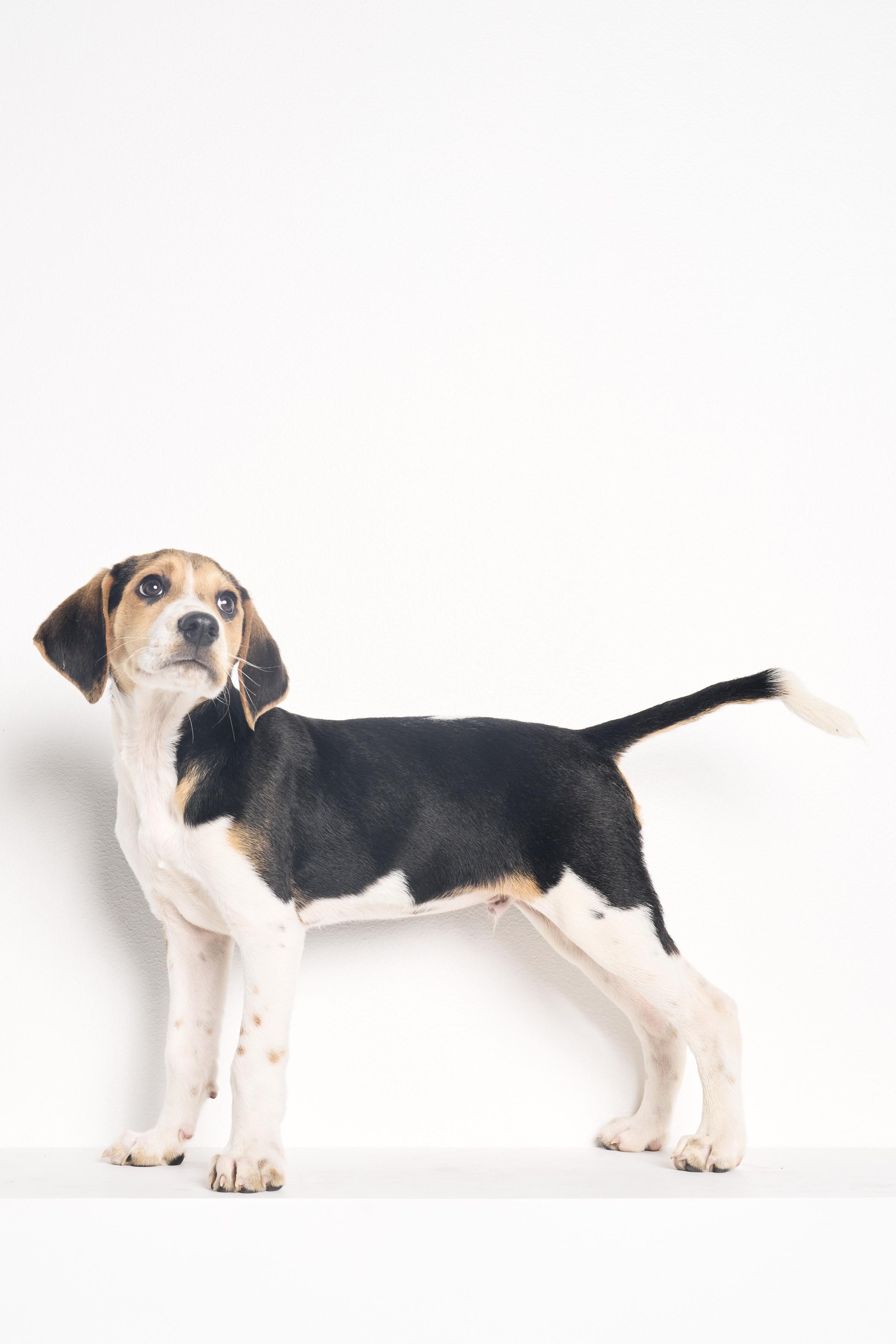 Clarence, a ADOPTABLE mixed breed in Charlotte, NC image 4/6