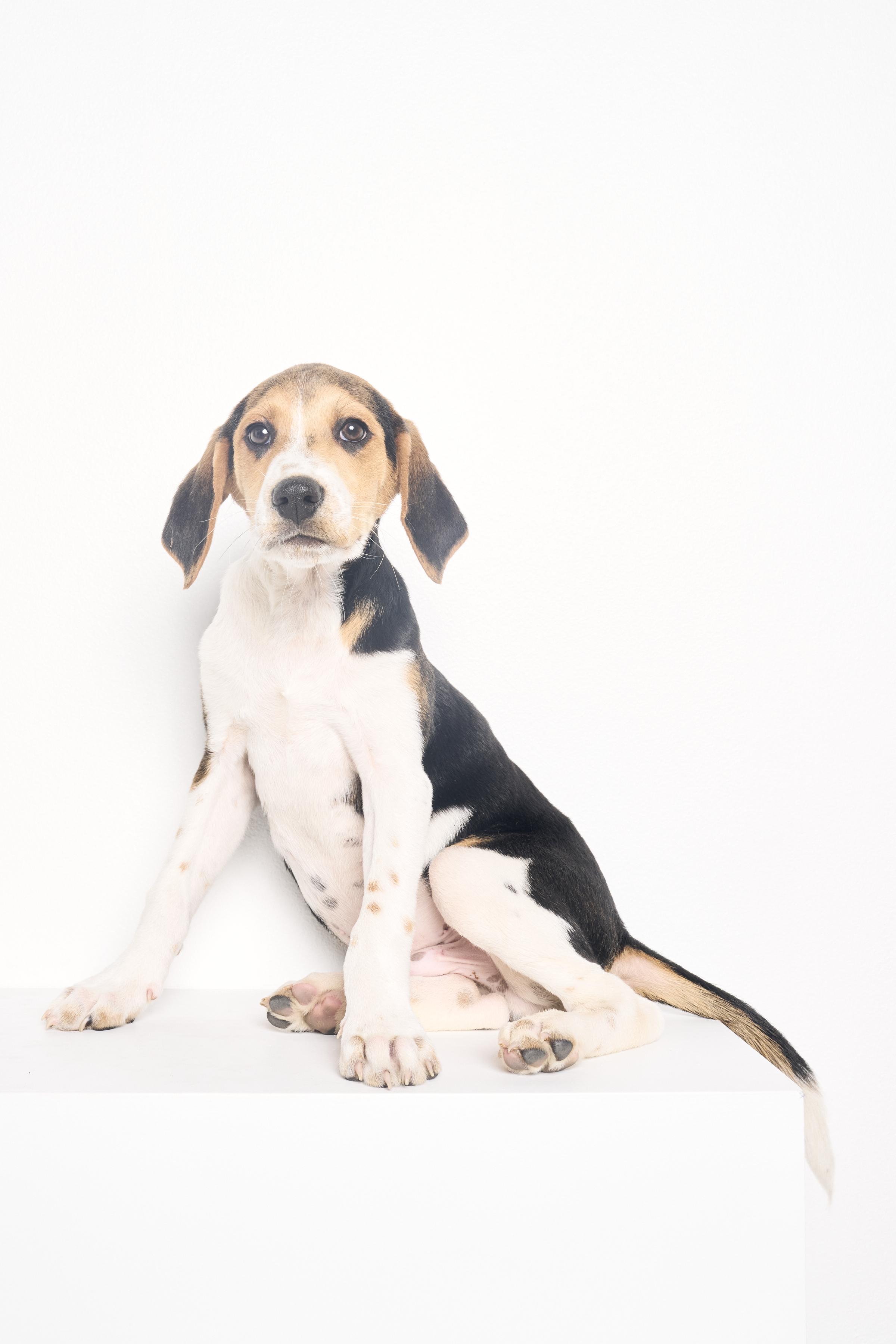 Clarence, a ADOPTABLE mixed breed in Charlotte, NC image 5/6