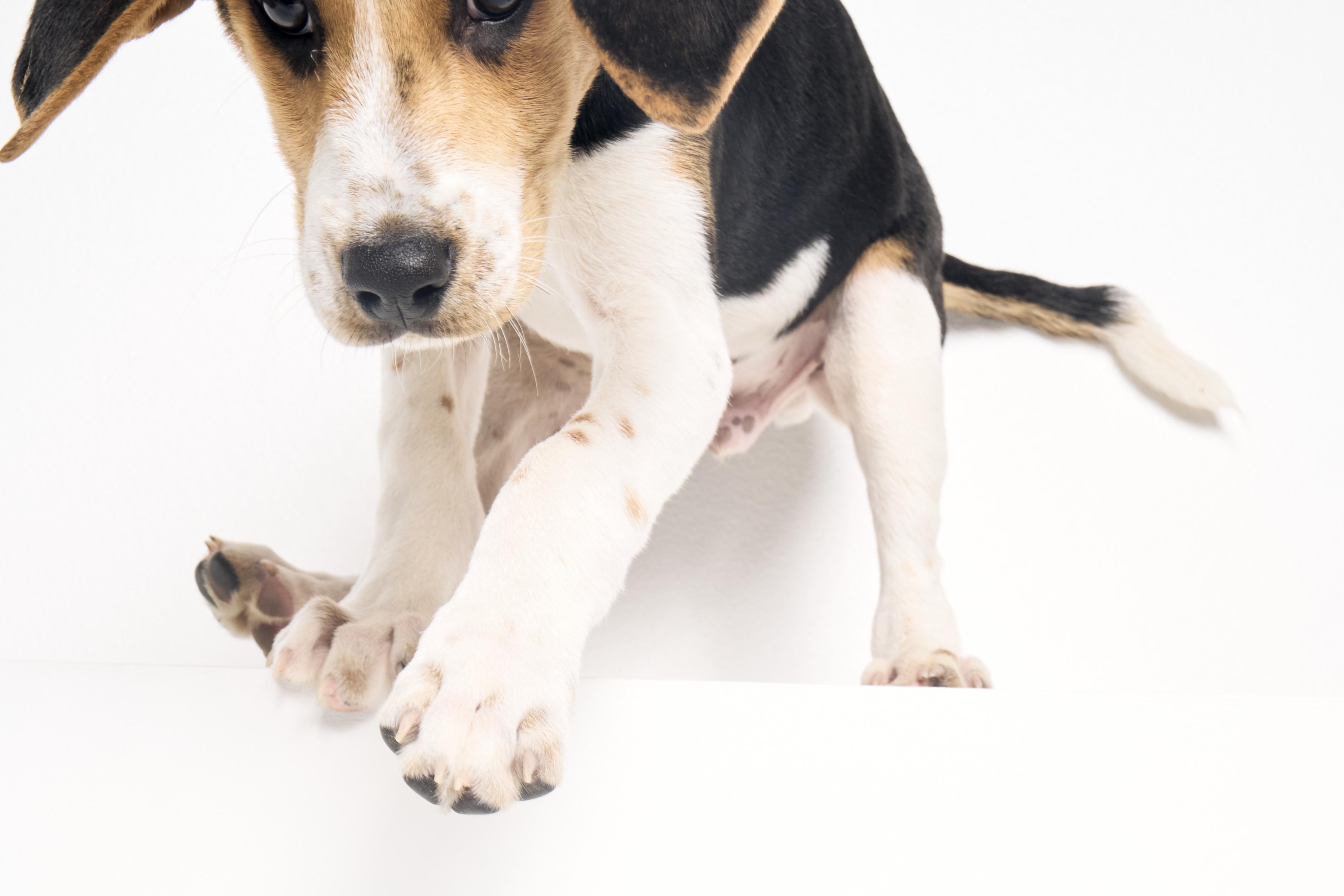 Clarence, a ADOPTABLE mixed breed in Charlotte, NC image 3/6