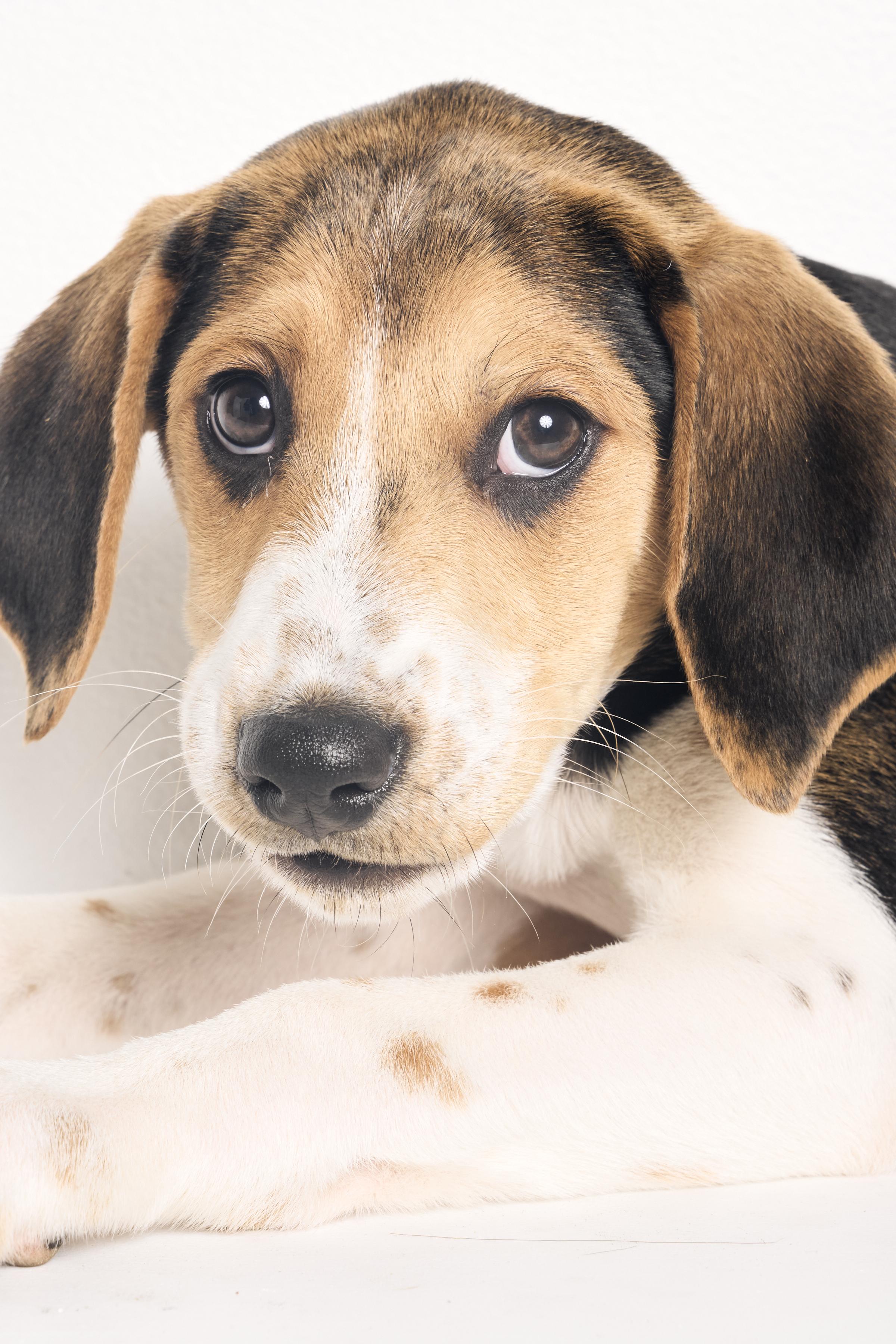 Clarence, a ADOPTABLE mixed breed in Charlotte, NC image 2/6