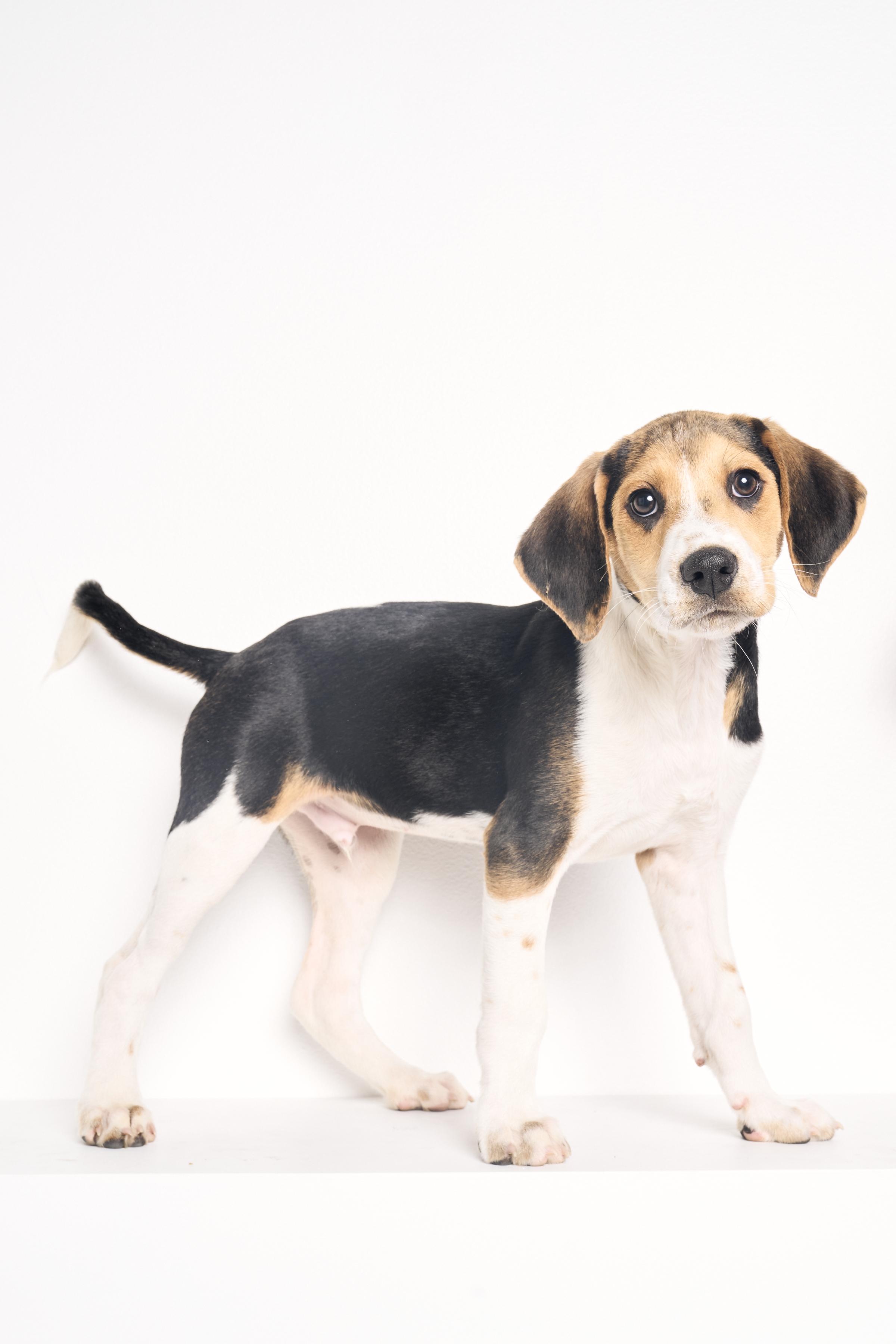 Clarence, a ADOPTABLE mixed breed in Charlotte, NC image 1/6
