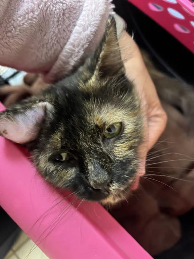Cleopatra, Adoptable, Adult Female Domestic Medium Hair.
