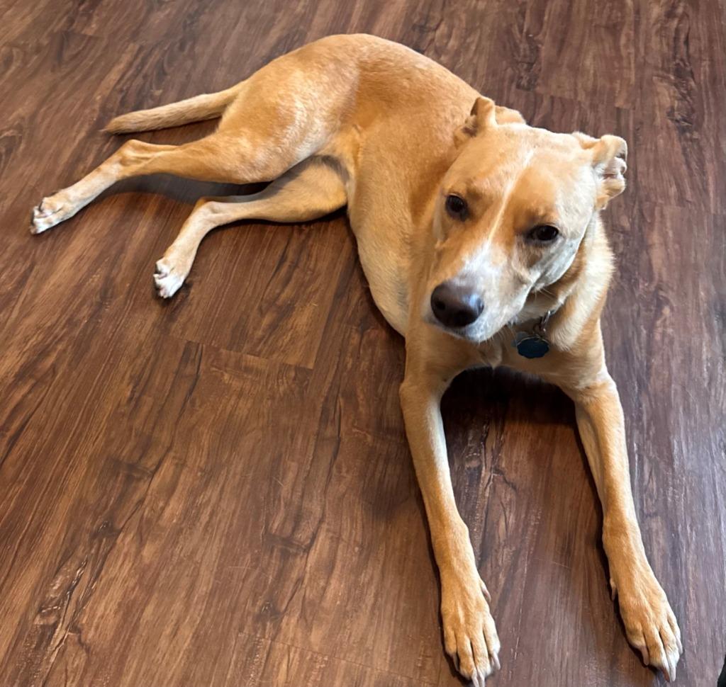 Katie, Adoptable, Adult Female Labrador Retriever.