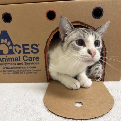 Pixel, Adoptable, Adult Male Domestic Short Hair.