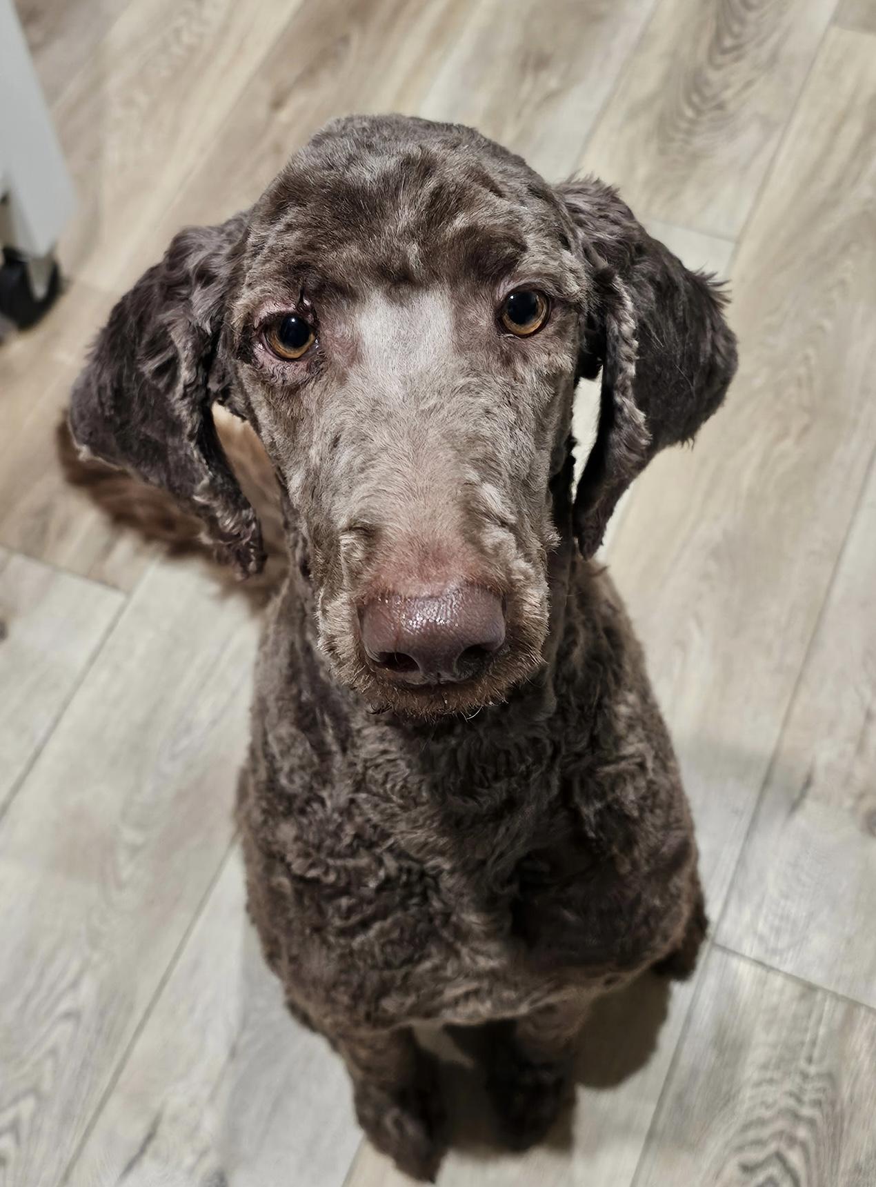 Enlarge Brownie, a ADOPTABLE Standard Poodle in Bradenton, FL image 3/3