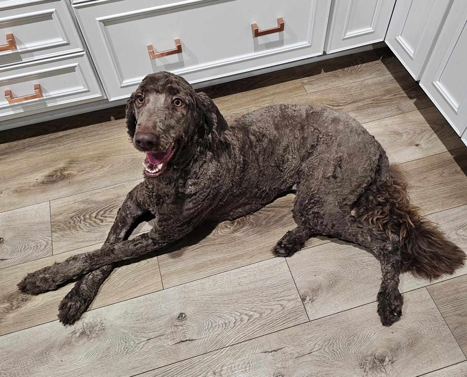 Enlarge Brownie, a ADOPTABLE Standard Poodle in Bradenton, FL image 2/3