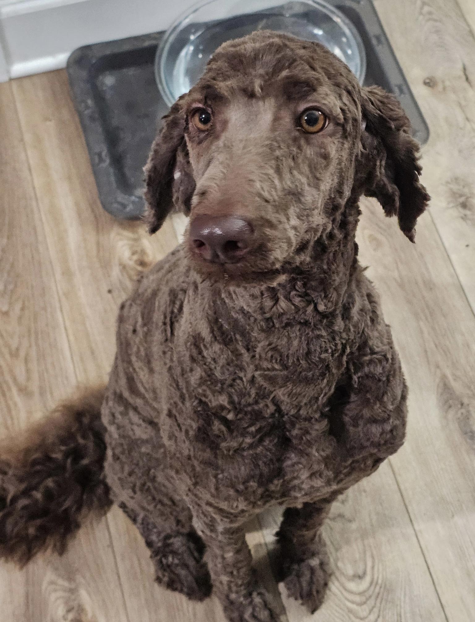 Enlarge Brownie, a ADOPTABLE Standard Poodle in Bradenton, FL image 1/3