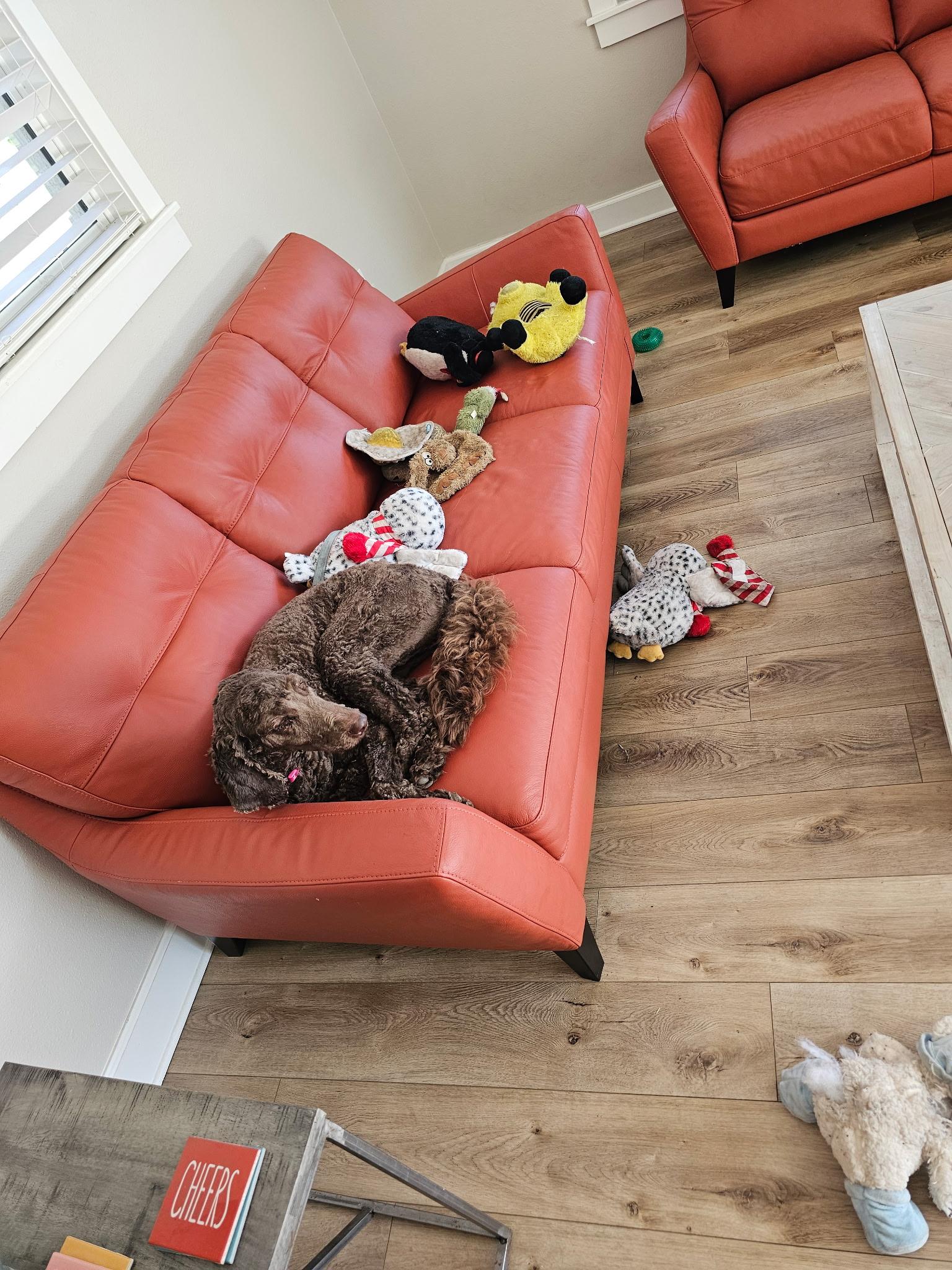 Brownie, an adopted Standard Poodle in Bradenton, FL image 4/6