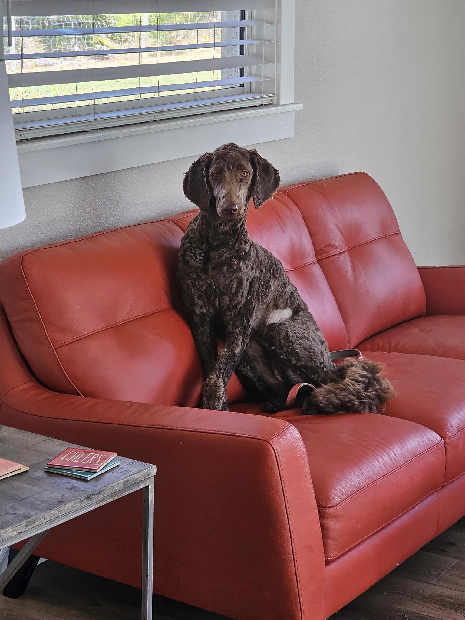 Brownie, an adopted Standard Poodle in Bradenton, FL image 5/6