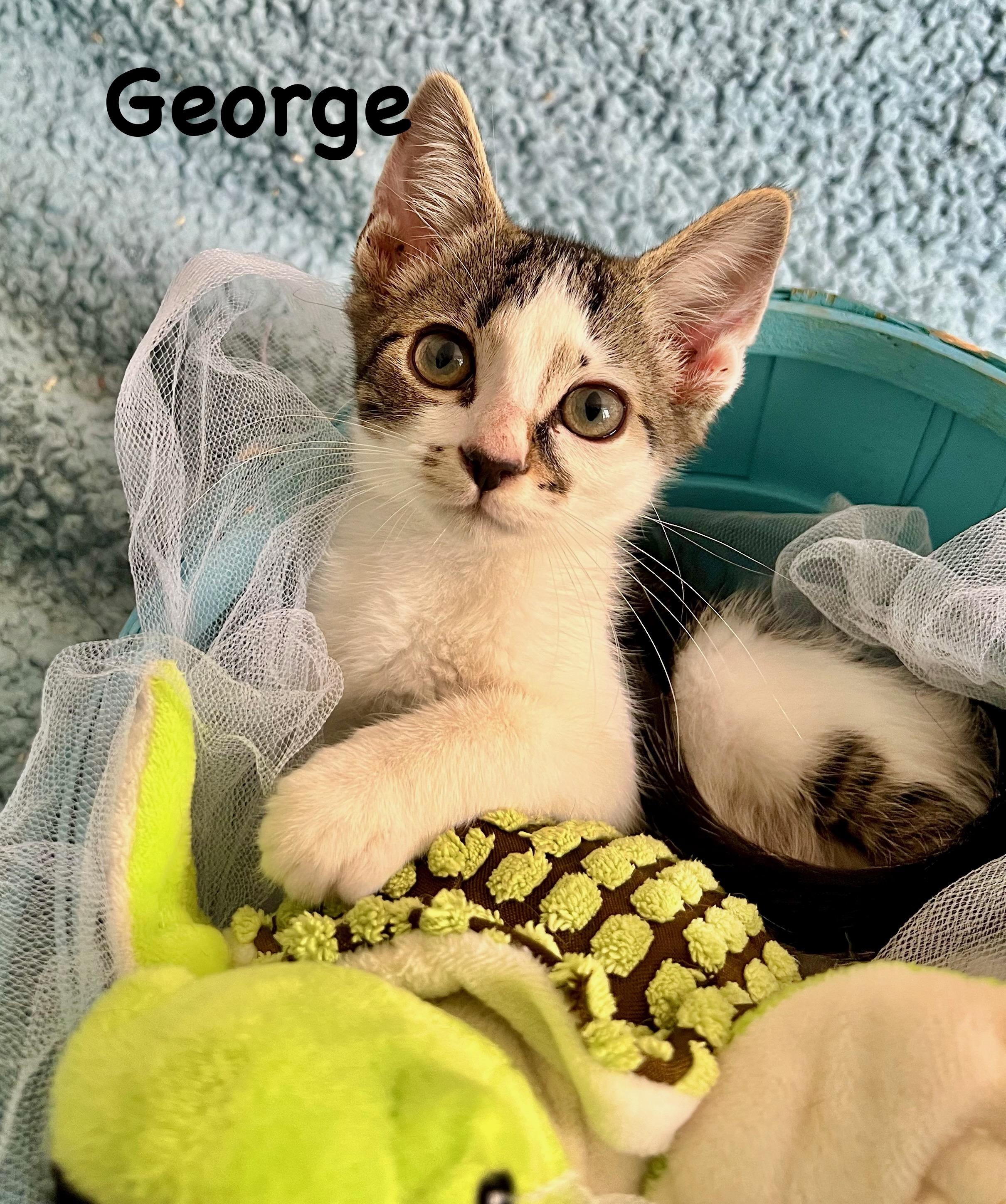 George, Baby Male unknown