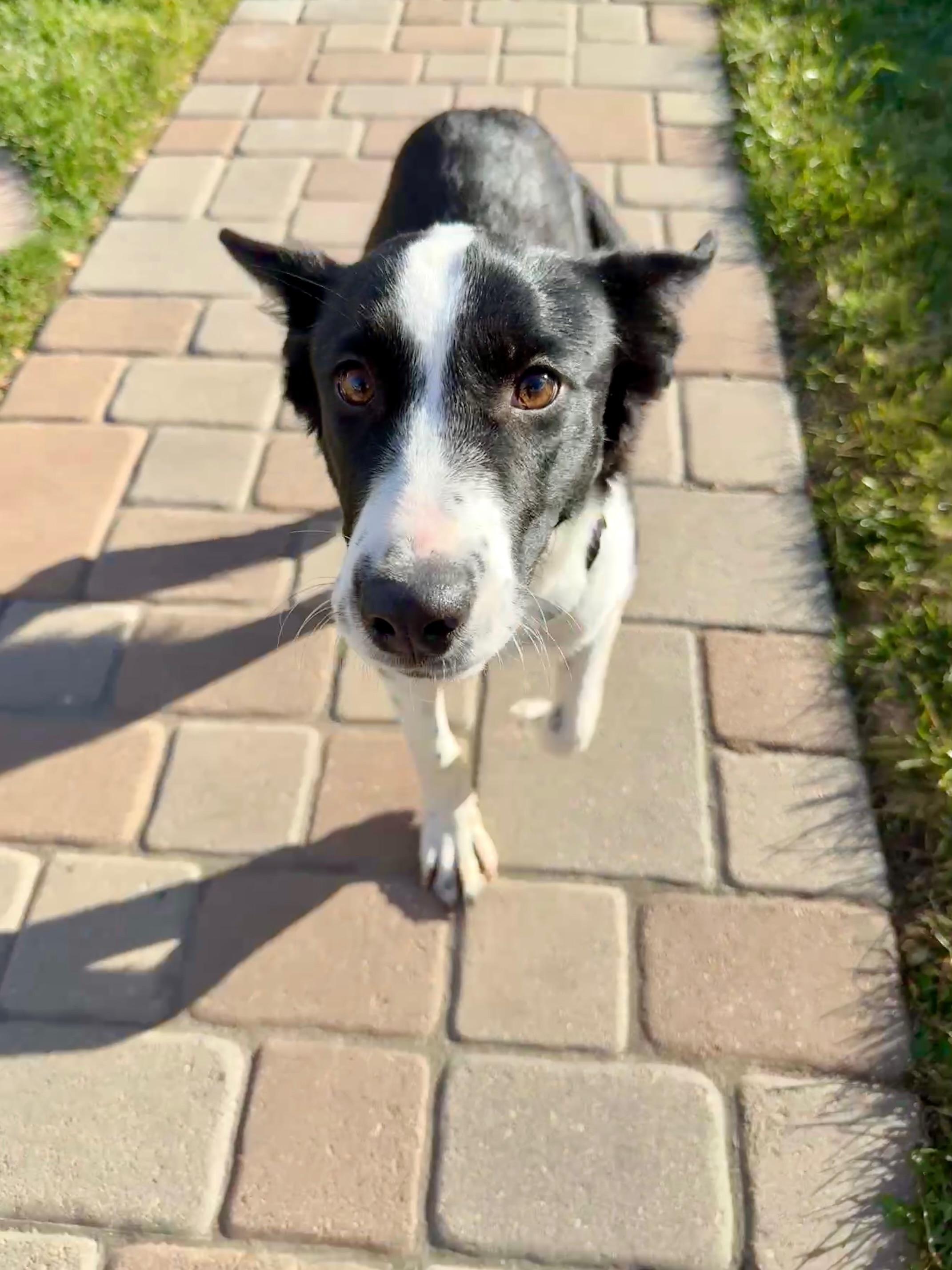 Enlarge Penelope, a ADOPTABLE mixed breed in Commerce City, CO image 2/5